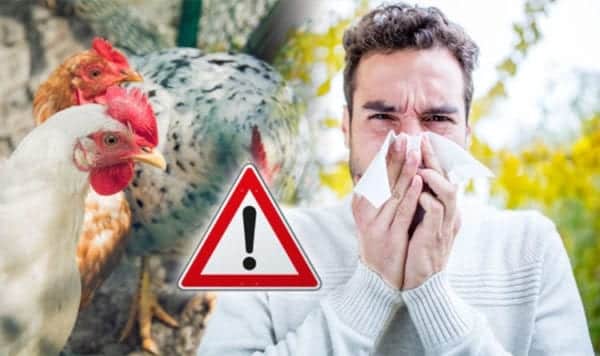 Bird Flu and You: How Will The Flu Affect You?